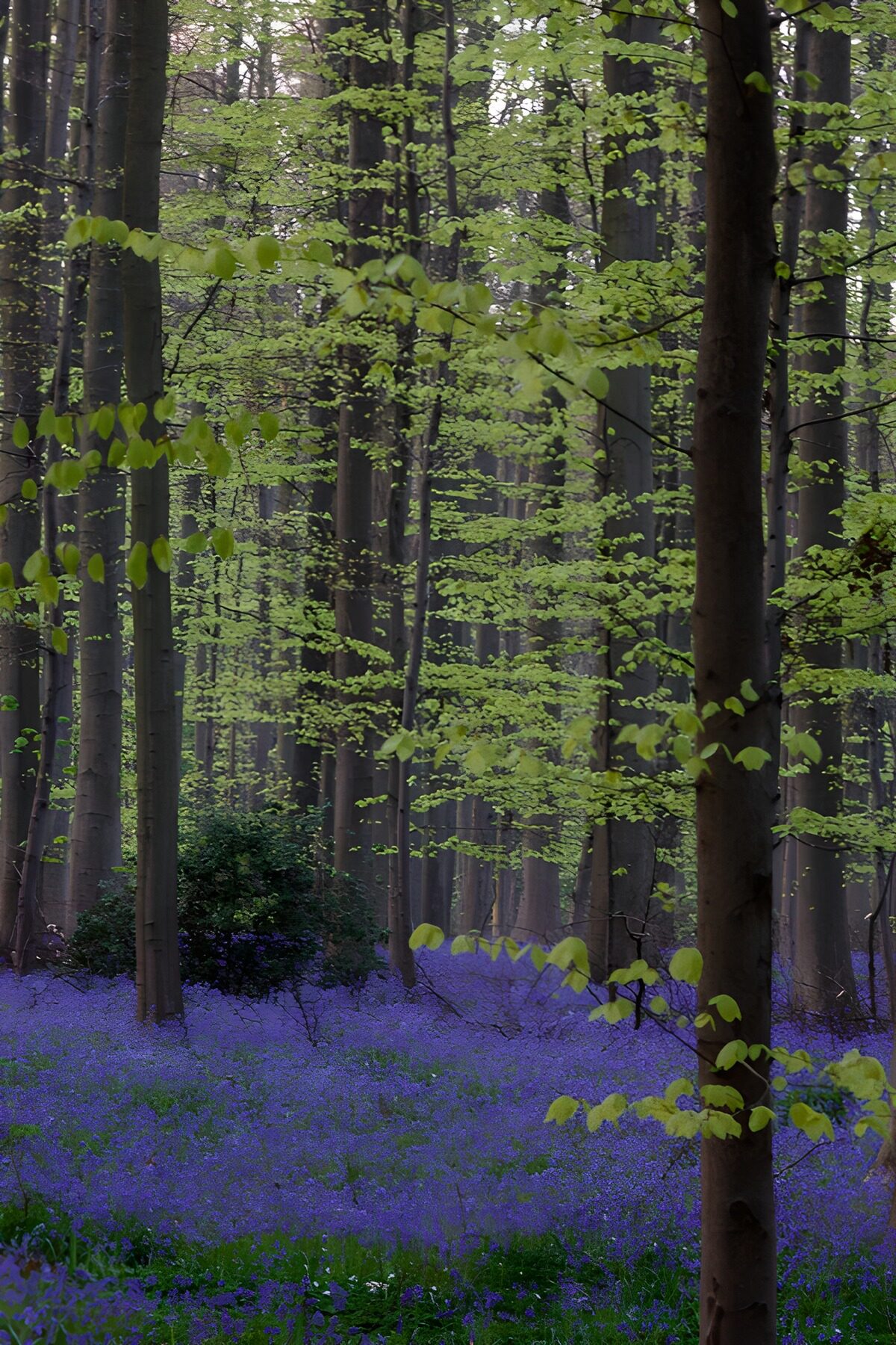 Betoverend Bos met Blauwe Bloemen