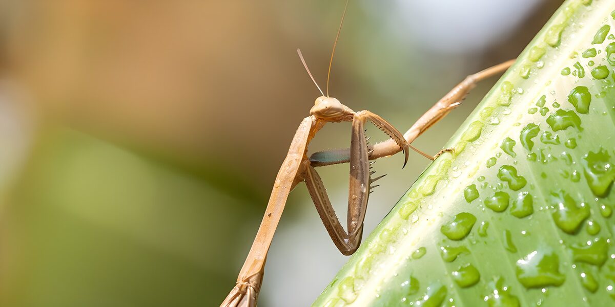 Biddende insect op een groene blad