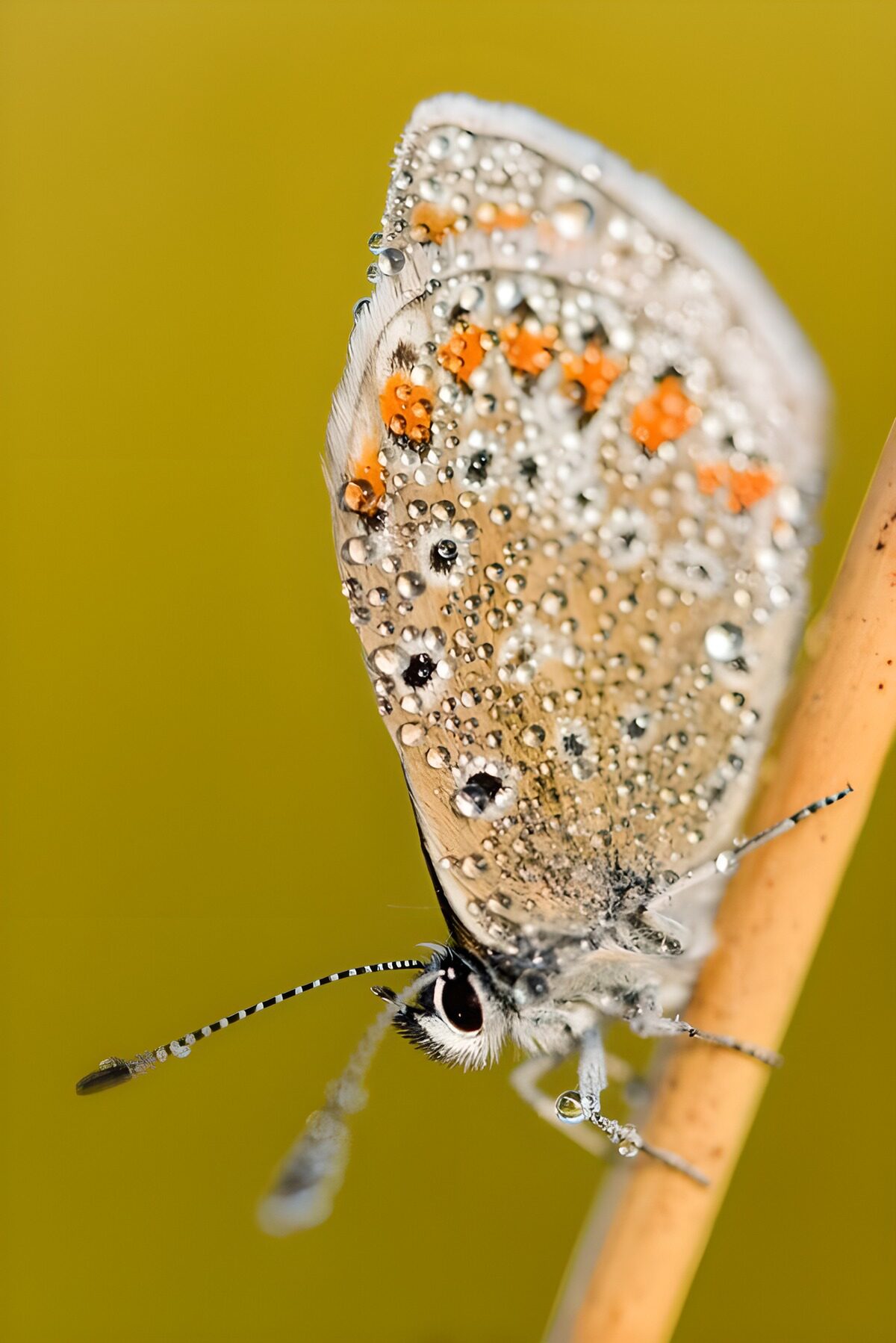 Dauw op een vlinder