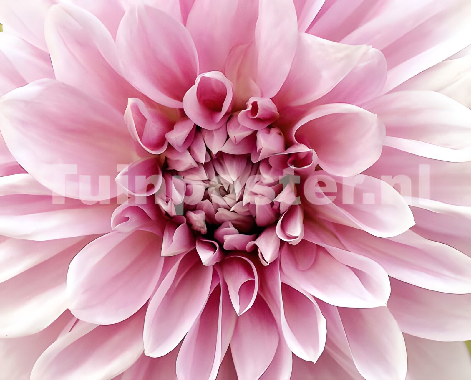 CW1855066: Prachtige lichtroze Dalia