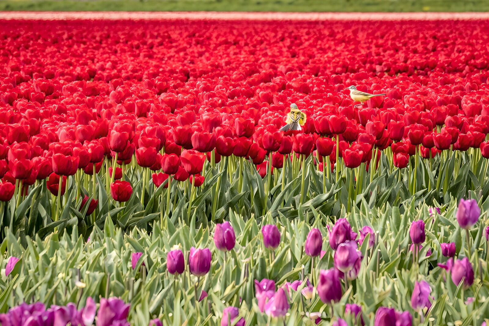 CW3315769: Kleurrijk Tulpenveld met Vogels