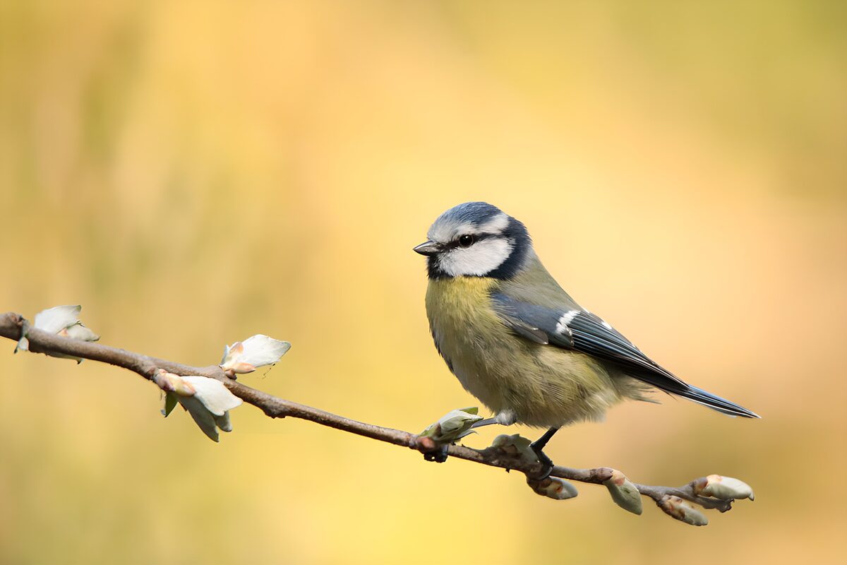 Blauwborstje op tak