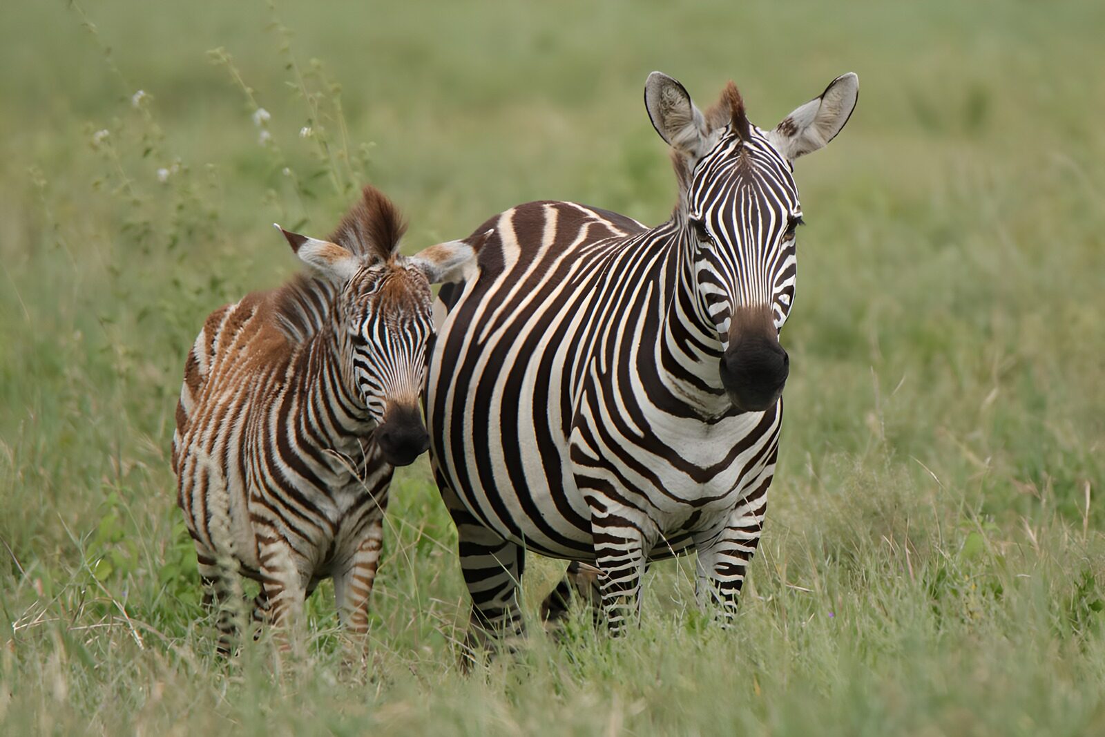 CW4400010: Moeder en kleintje zebra in het gras