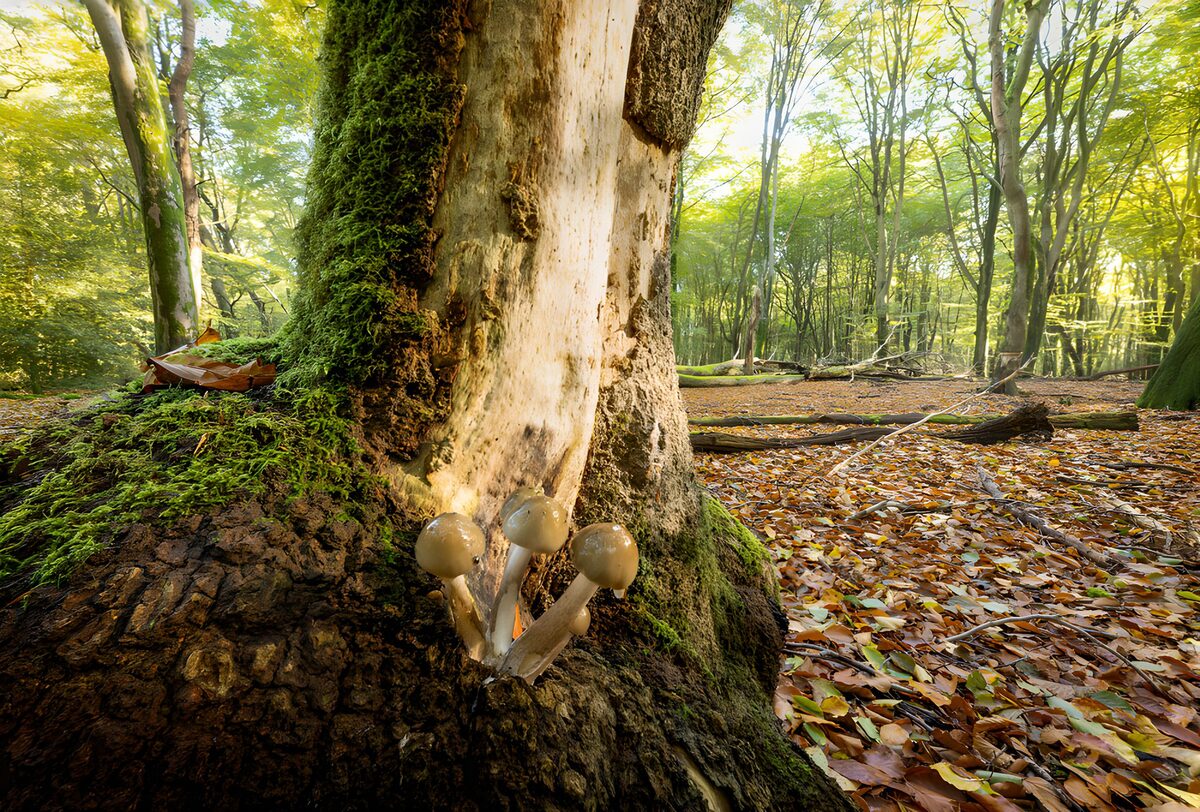 Paddenstoelen bij een boomstronk in het bos