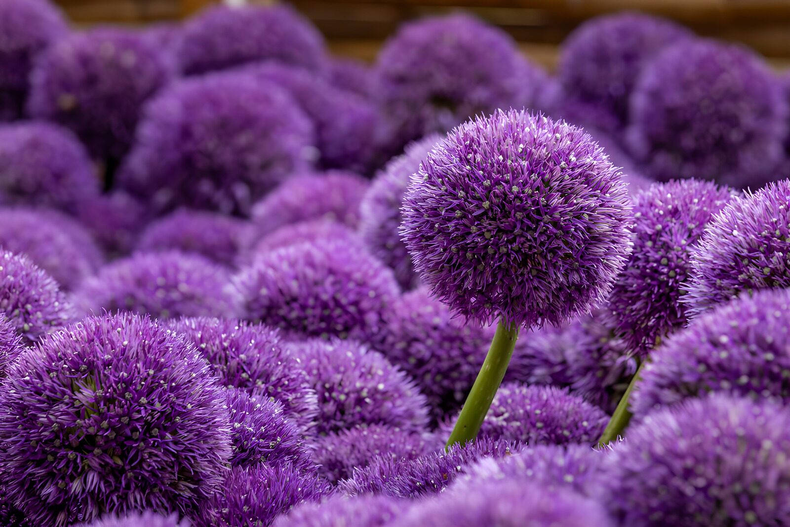 CW5724181: Prachtige paarse bolbloemen in volle bloei