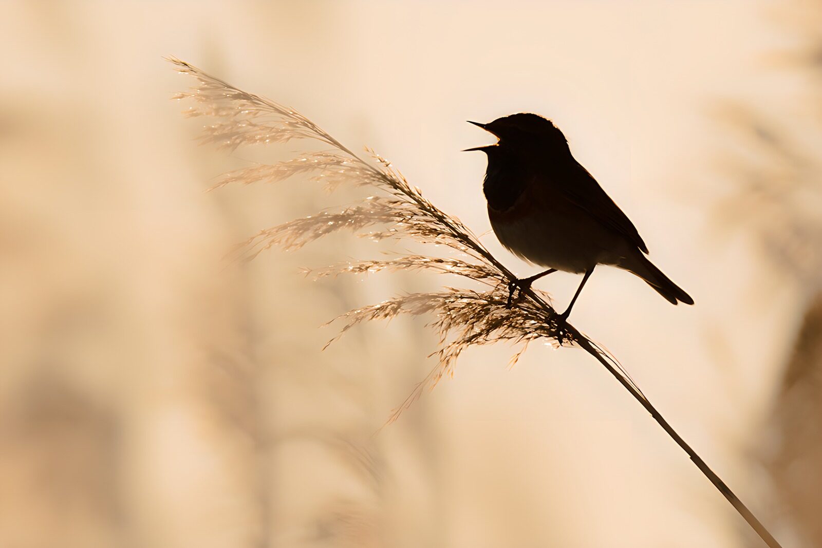 CW8189652: Zangvogel op een rietpluim