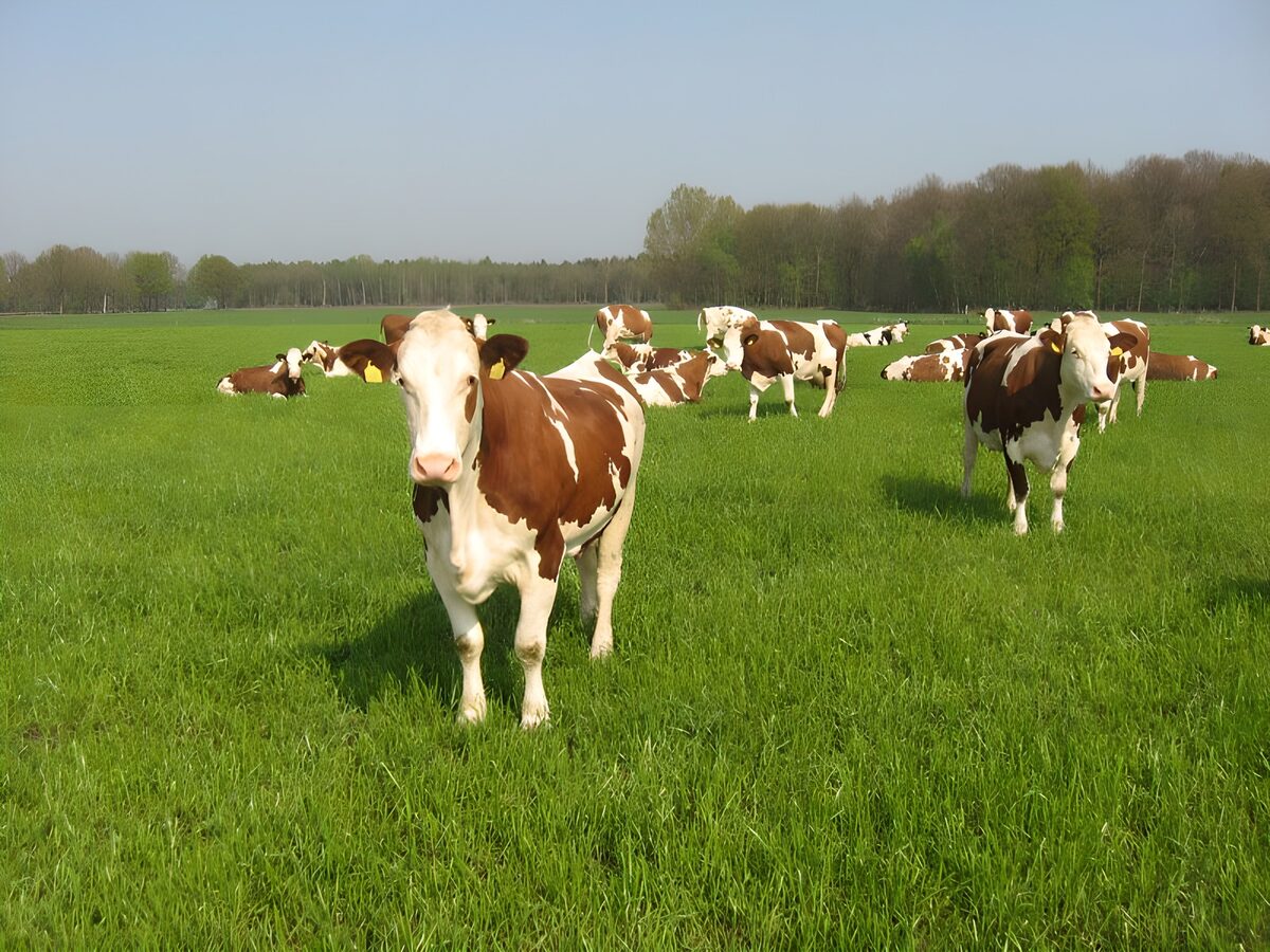 Gelukkige koeien in groene weide