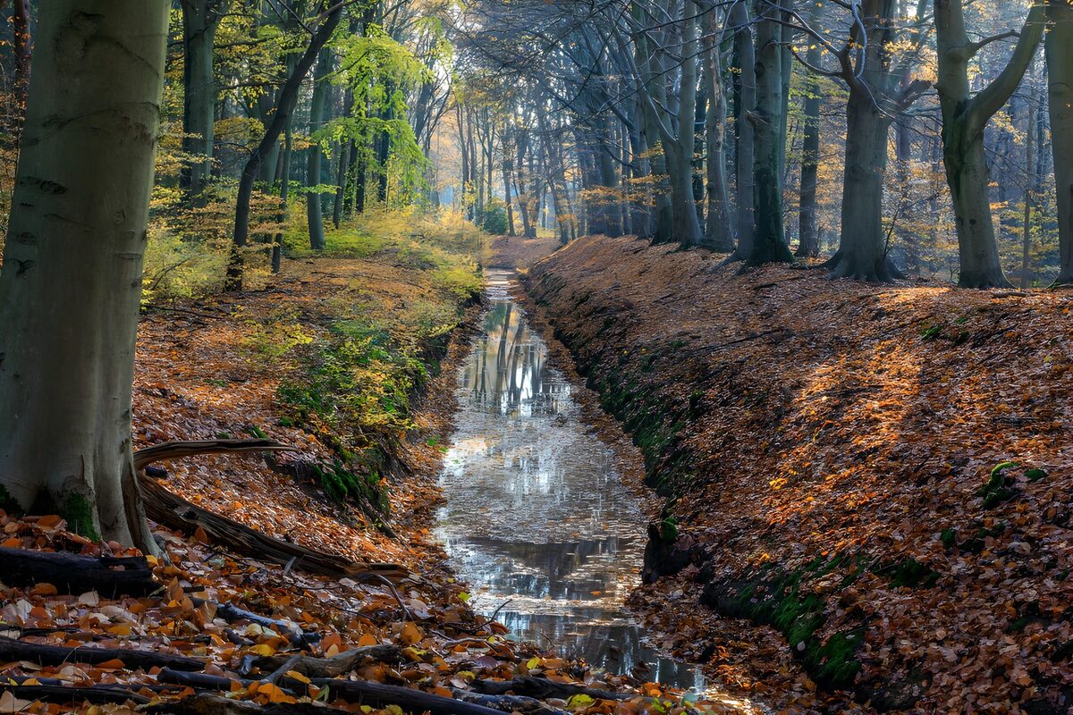 Herfstige Rust in het Bos