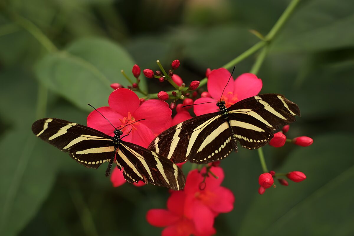 Twee vlinders op kleurrijke bloemen
