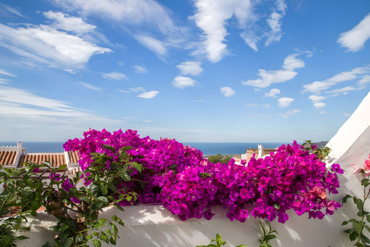 Bougainvillea met uitzicht op zee