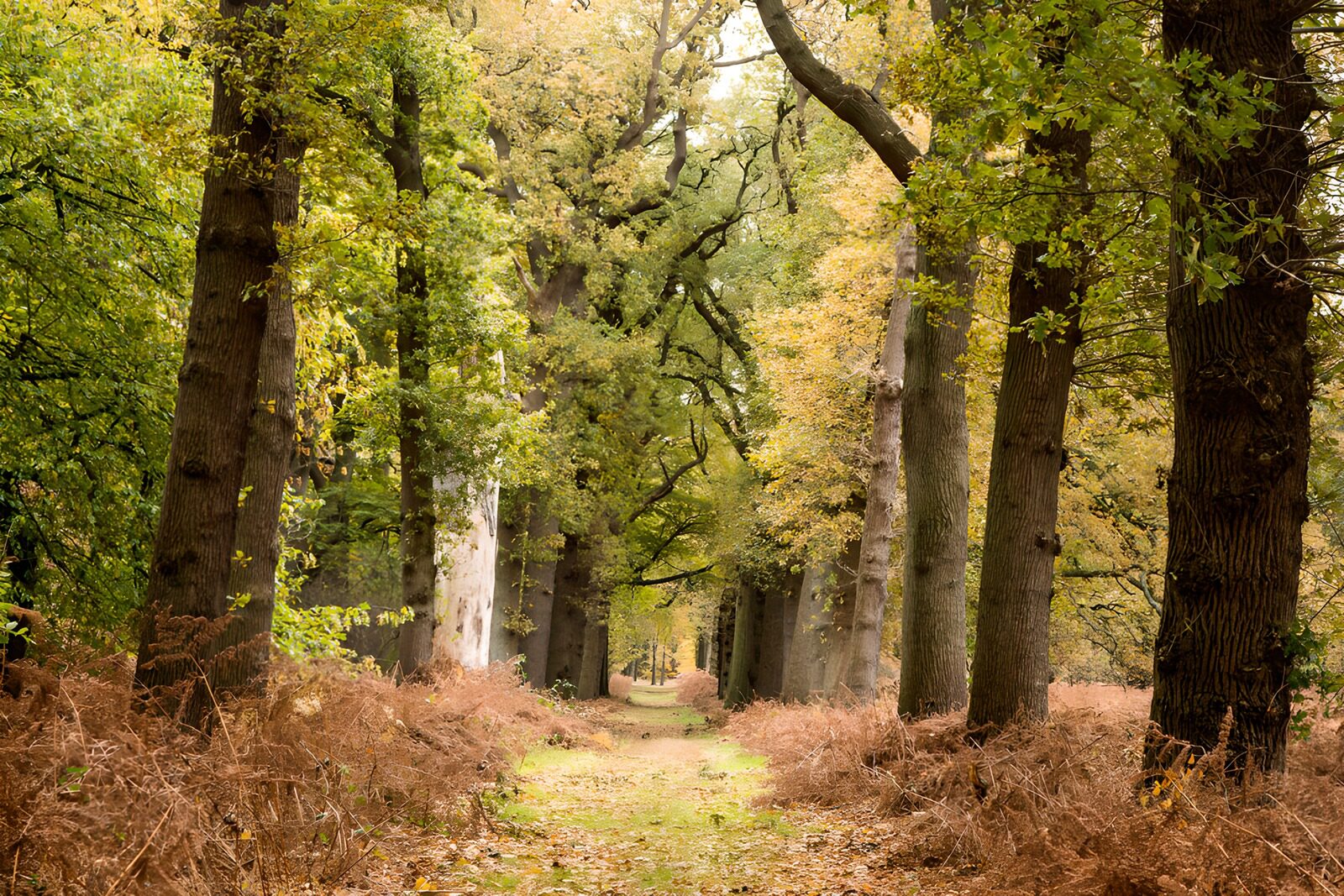 CW5365628: Wandeling door het herfstbos