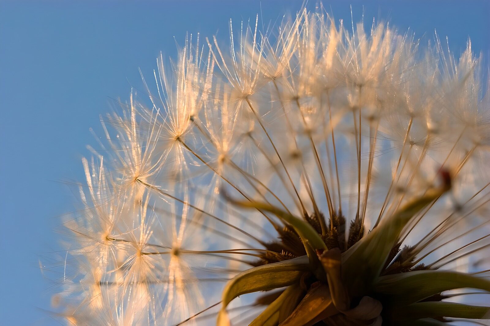 CW4002412: Zacht wit pluisje tegen blauwe lucht