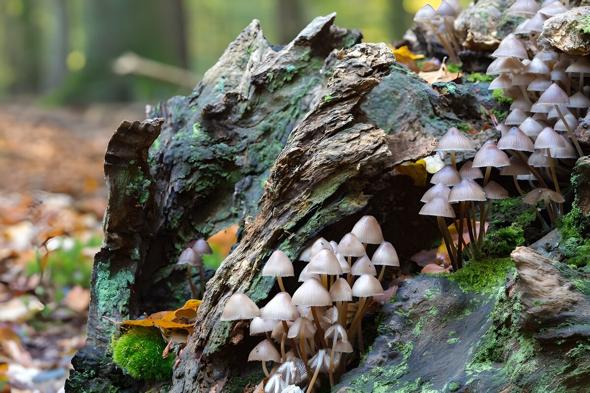 Paddenstoelen op een boomstronk