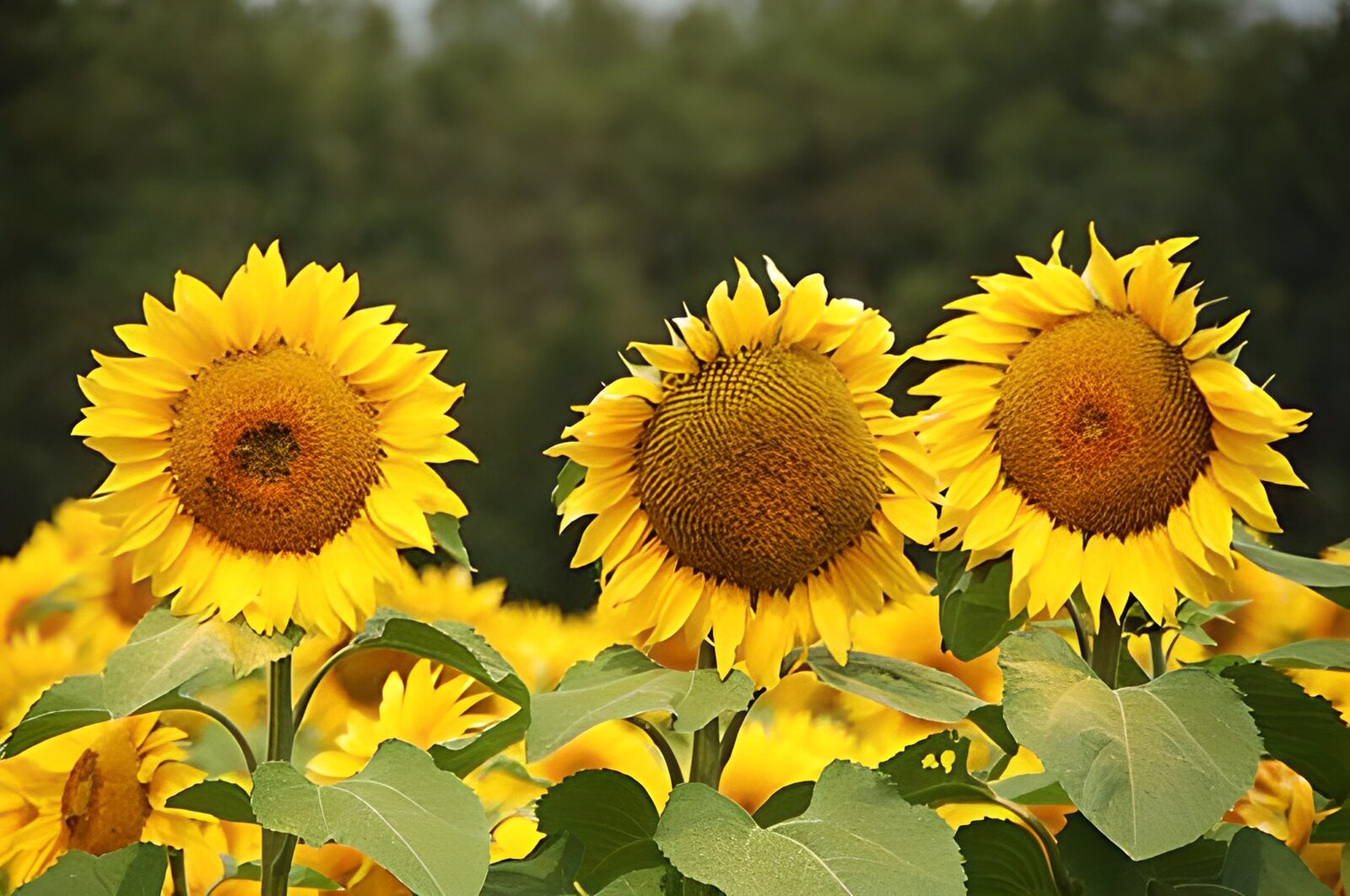 CW7439923: Drie zonnebloemen in volle bloei
