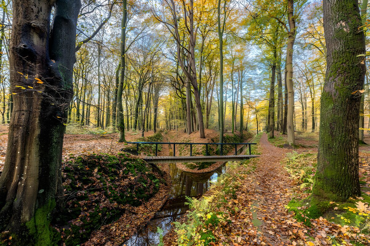Prachtige herfstwandeling in het bos