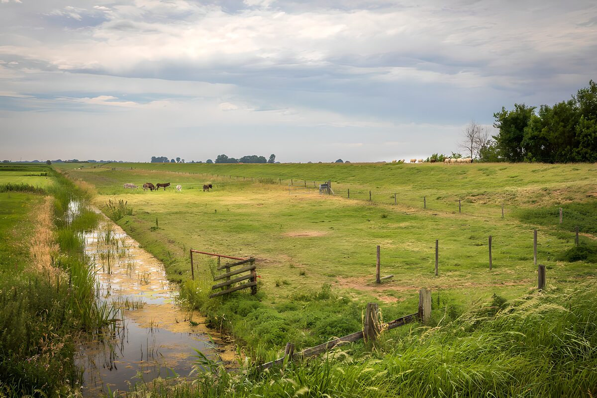 CW9754443: Rustig weiland met dieren en water