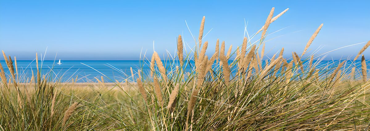 CW6303329: Rustig Strand met Gras