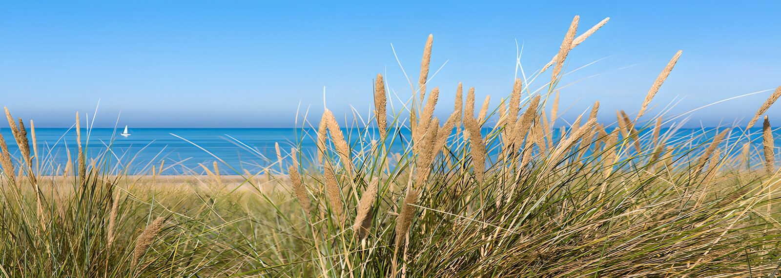 CW6303329: Rustig Strand met Gras
