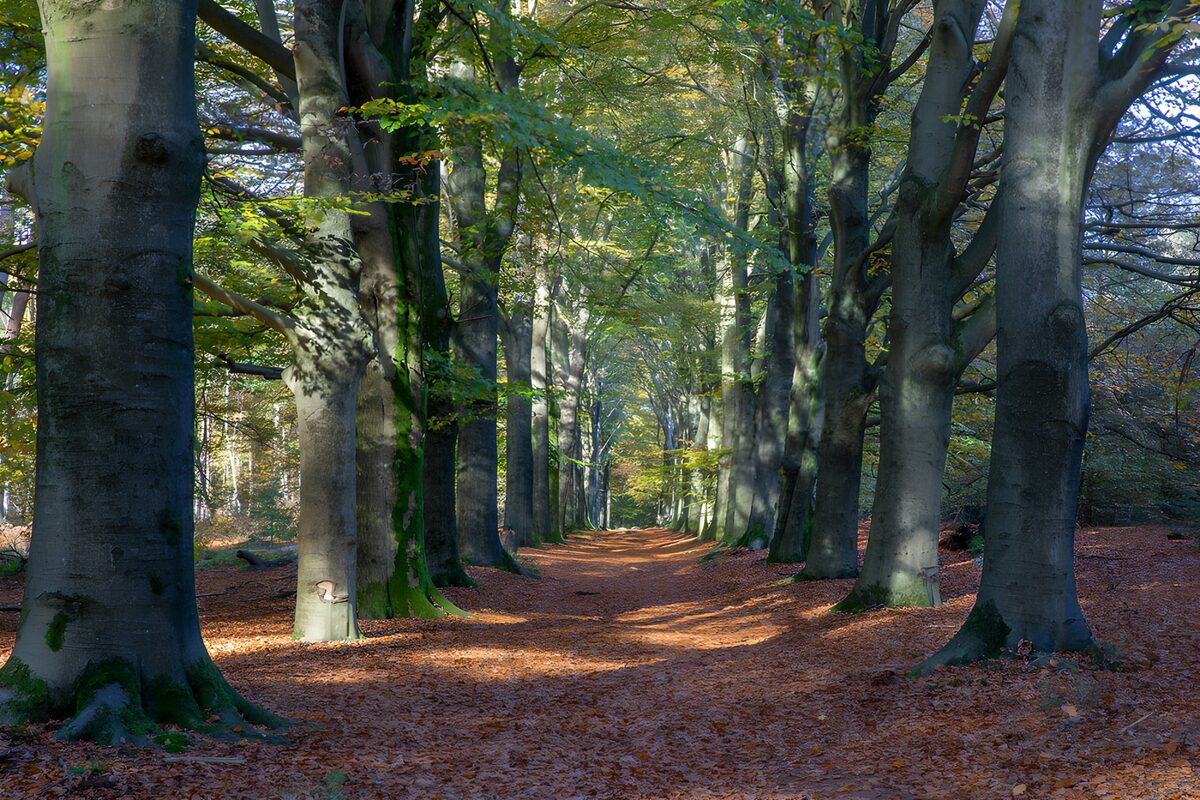 Prachtige laan in het herfstbos