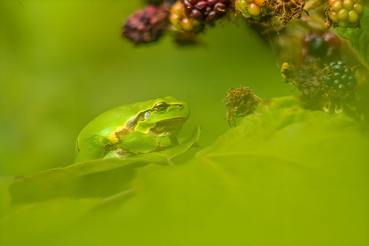 Groene kikker verscholen tussen bladeren