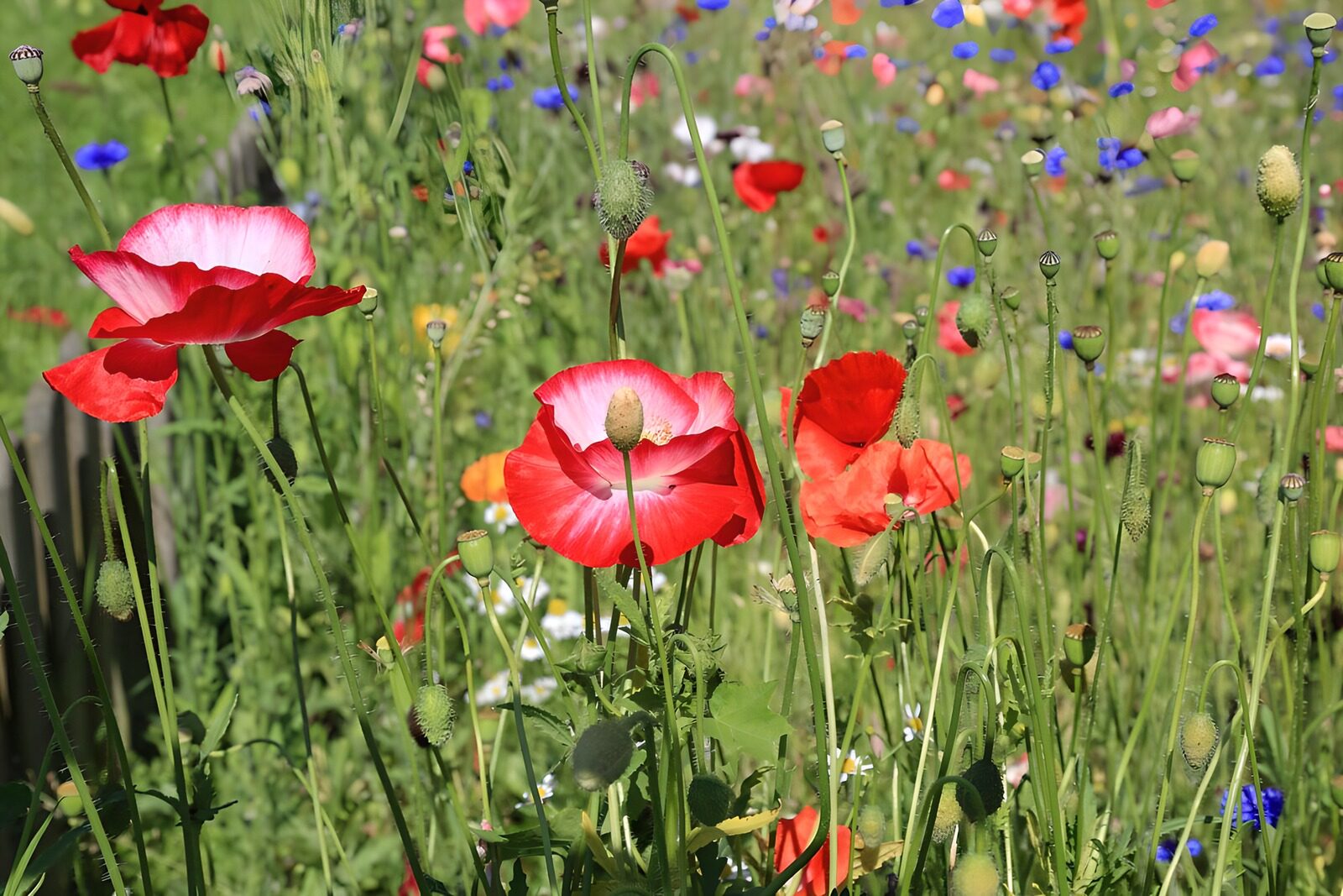 CW8083863: Kleurrijke bloemenwei in bloei