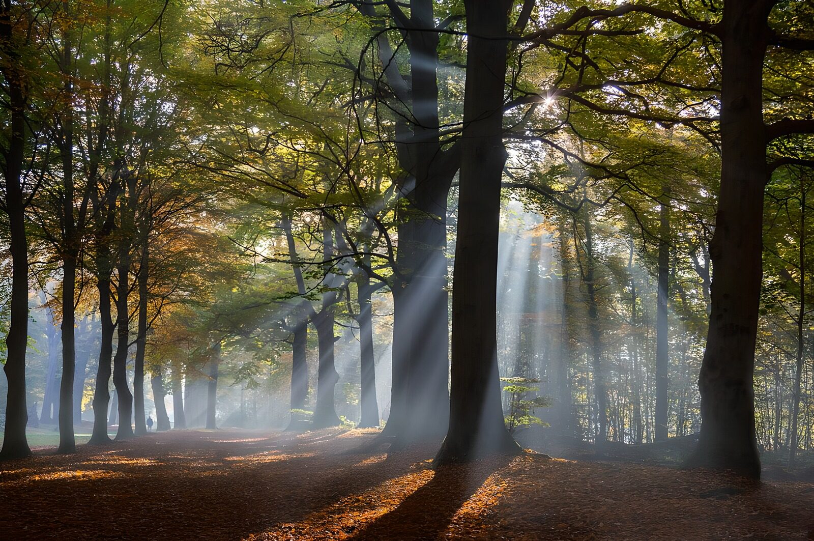 CW5743759: Betoverend Herfstbos met Stralen Licht
