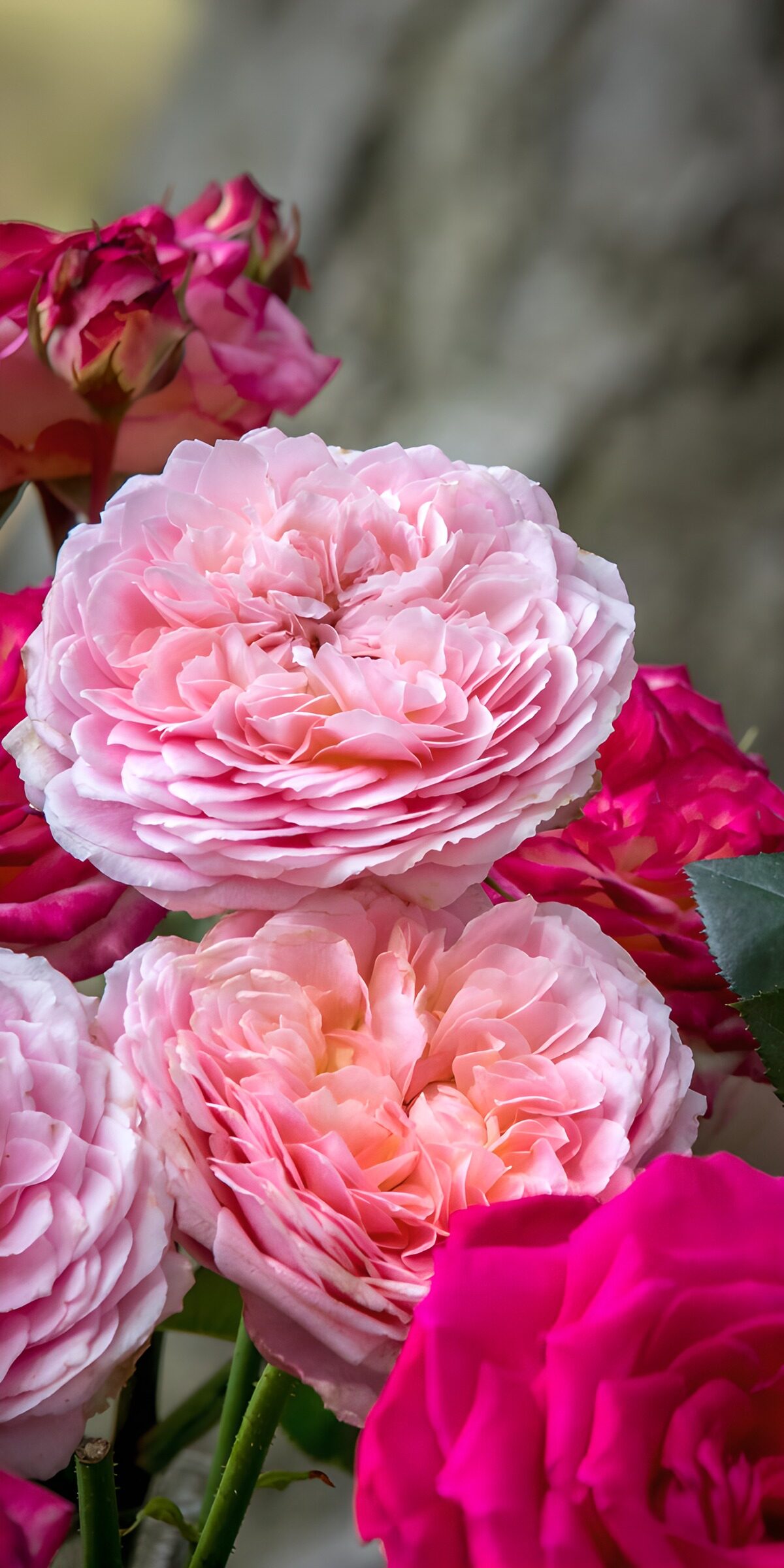 Romantische rozen in volle bloei