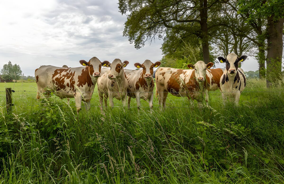 Groep koeien in groene weide