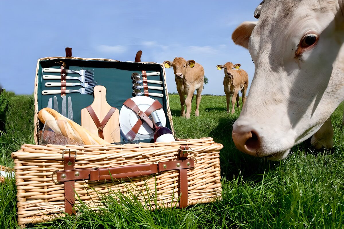 Picknick met nieuwsgierige koeien