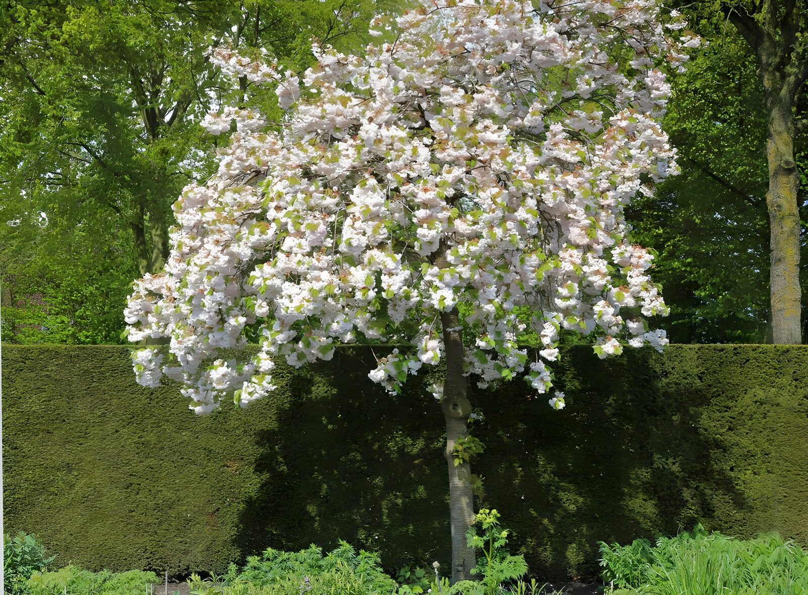 CW5504544: Prachtige bloesemboom in de tuin