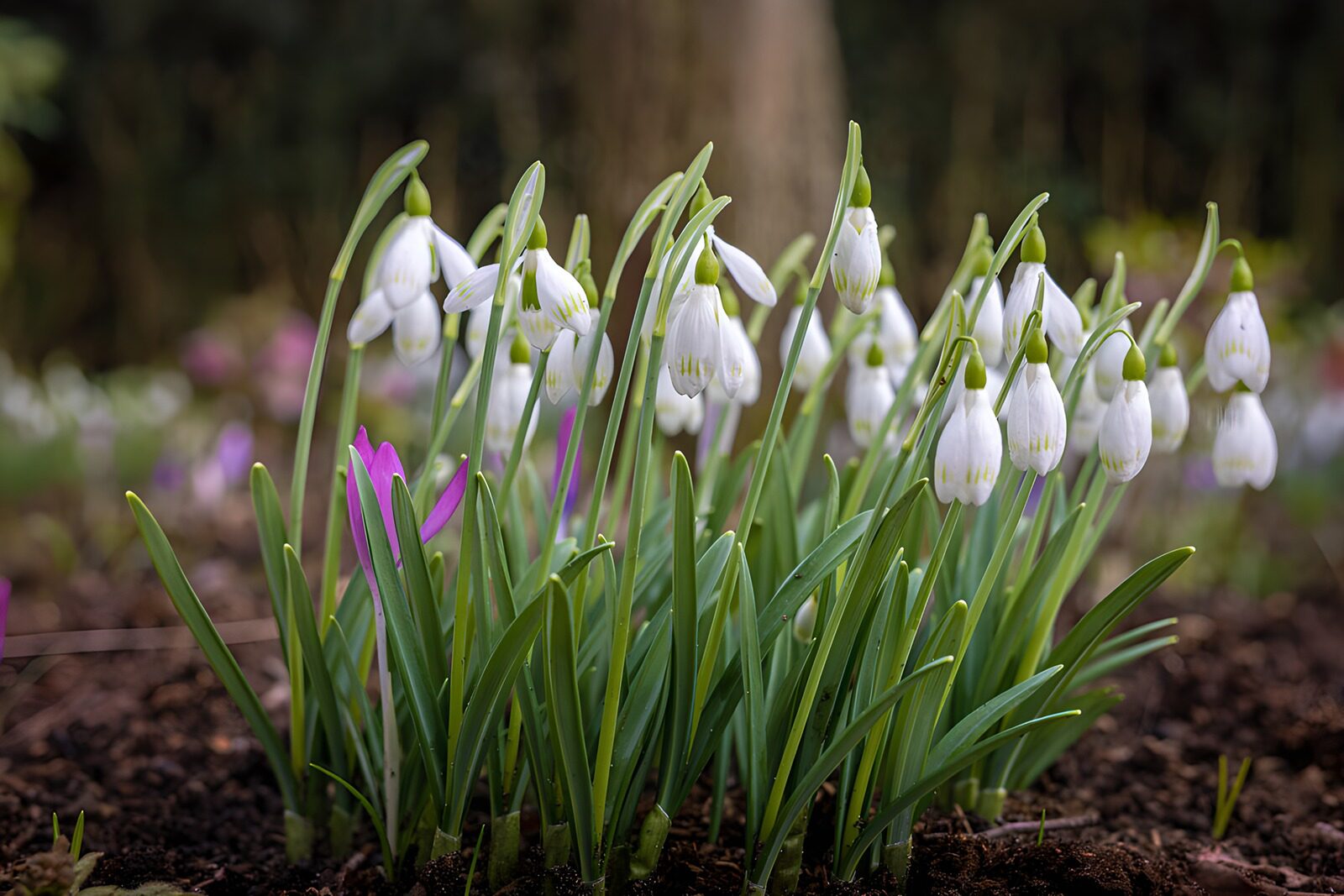 CW9242602: Sneeuwklokjes in bloei