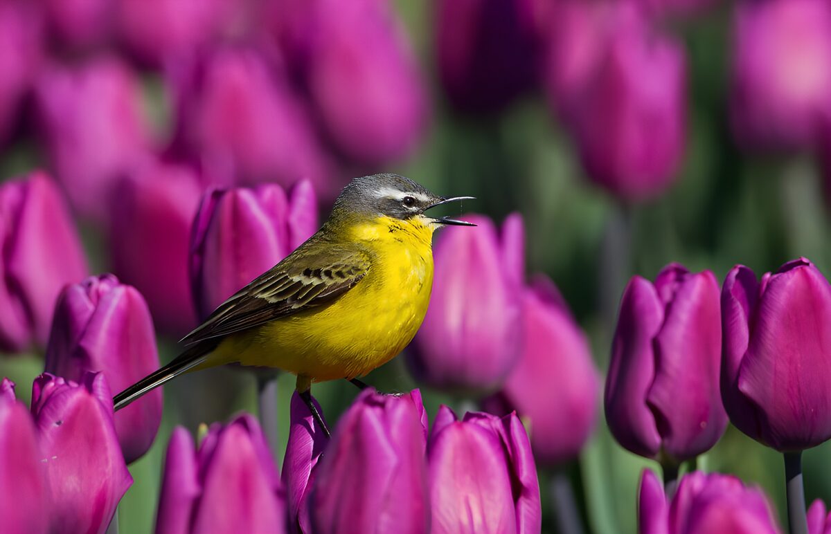 Gele kwikstaart tussen paarse tulpen