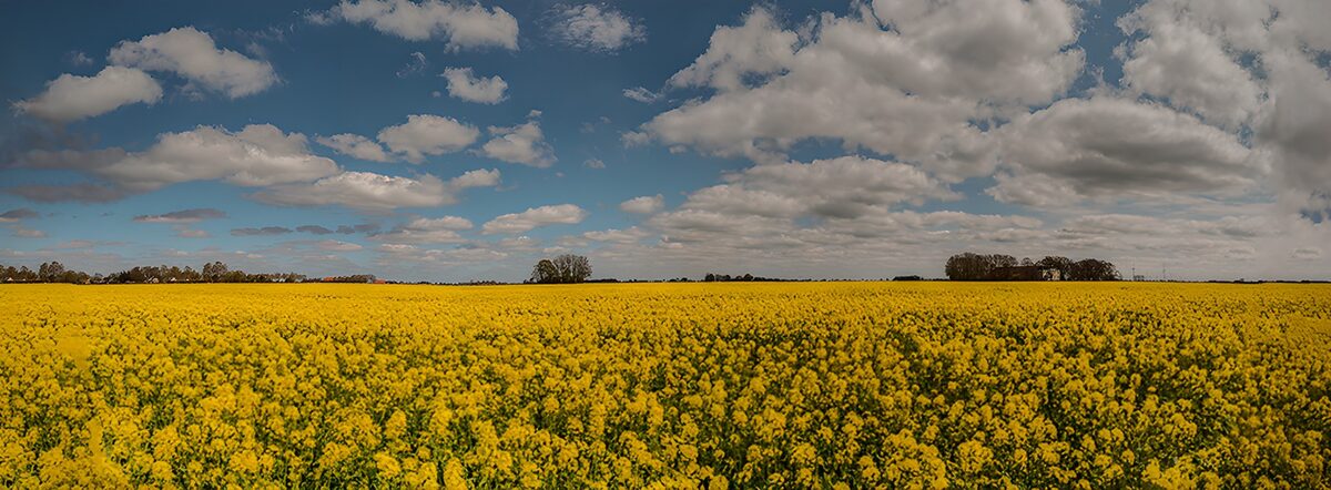 CW4011634: Gouden Rapsveld onder de Wolken