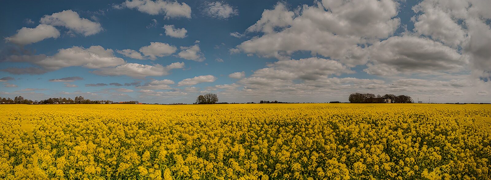 CW4011634: Gouden Rapsveld onder de Wolken