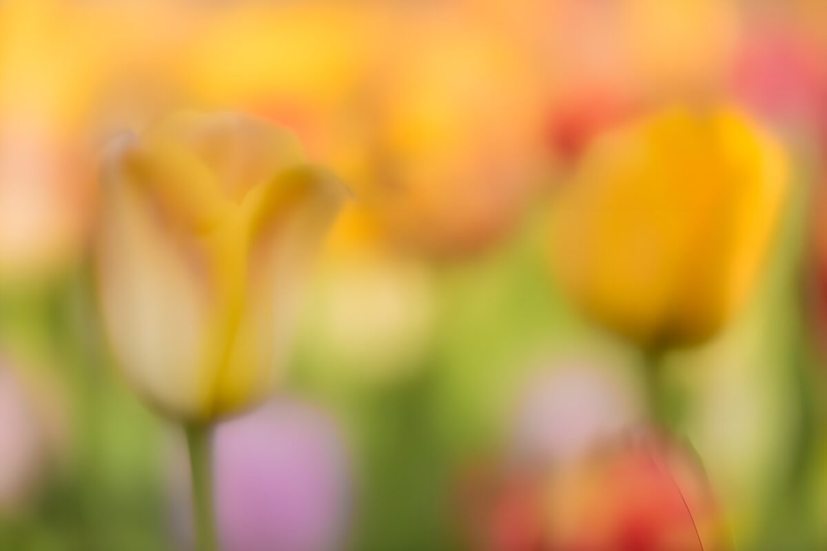 Vage tulpen in kleurige achtergrond