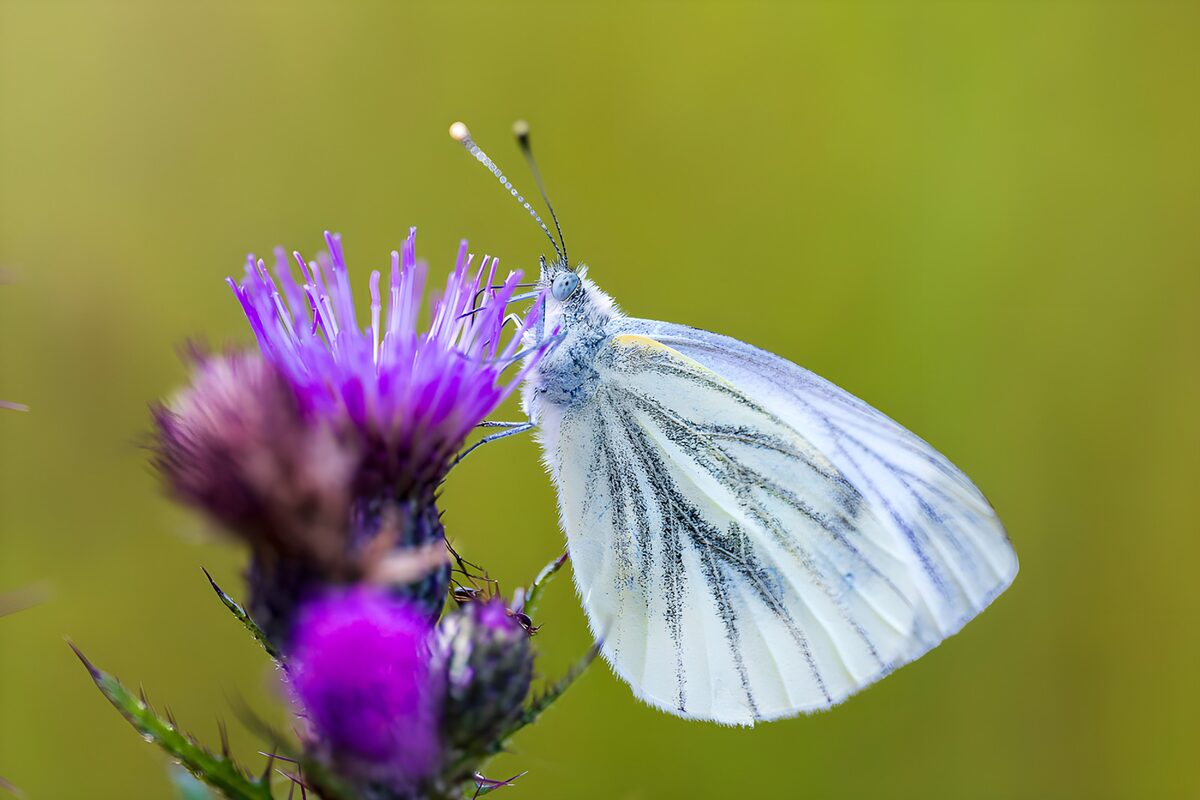 Witte vlinder op paarse bloem