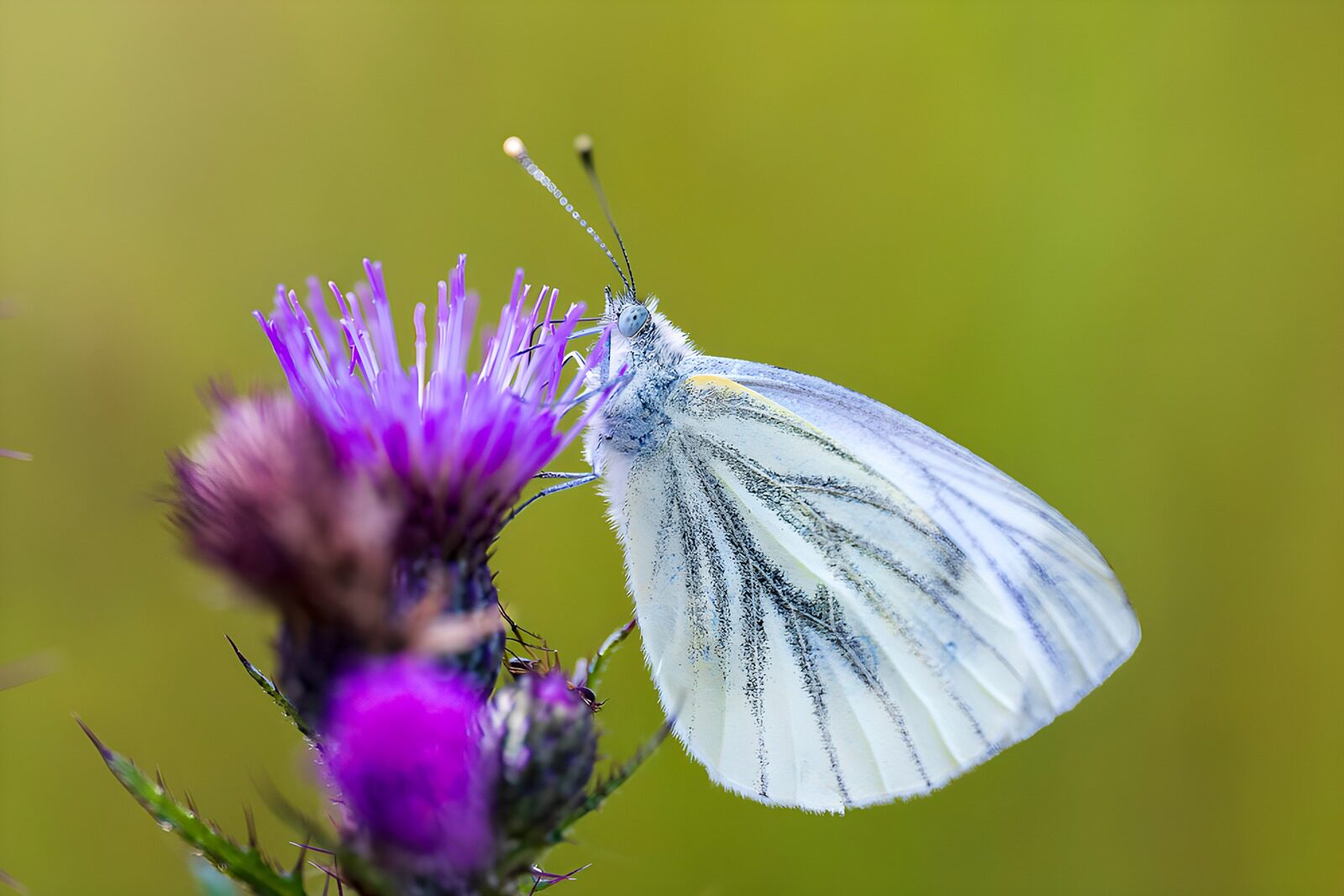 CW8921369: Witte vlinder op paarse bloem