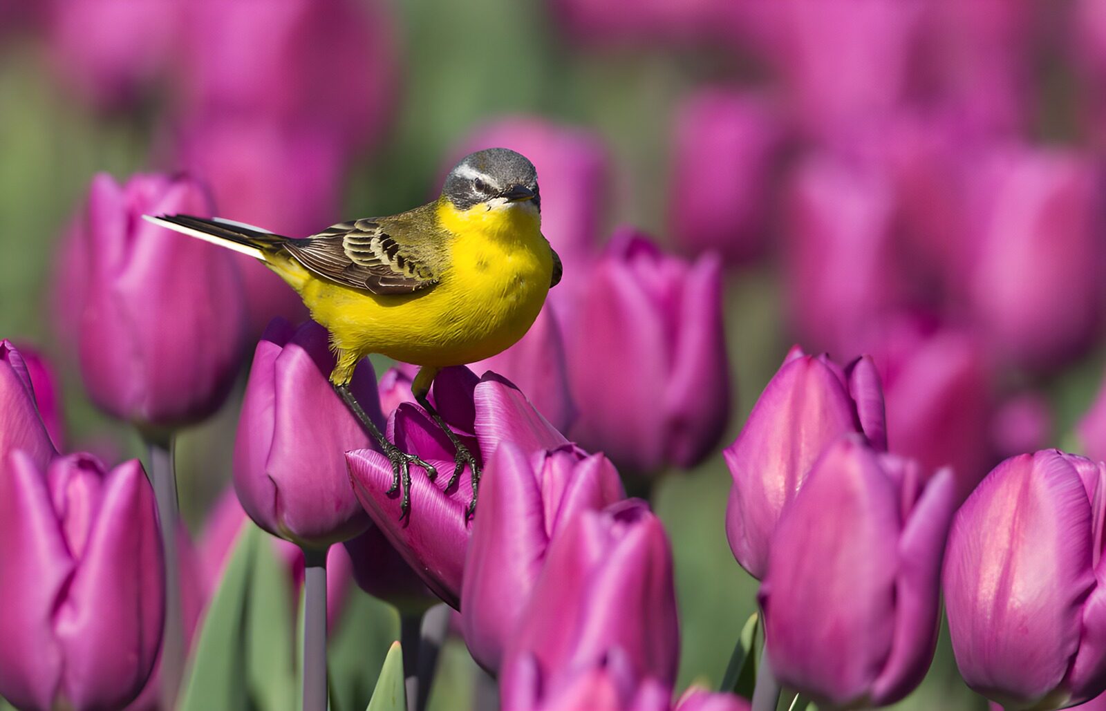 CW7953028: Geel vogel tussen paarse tulpen