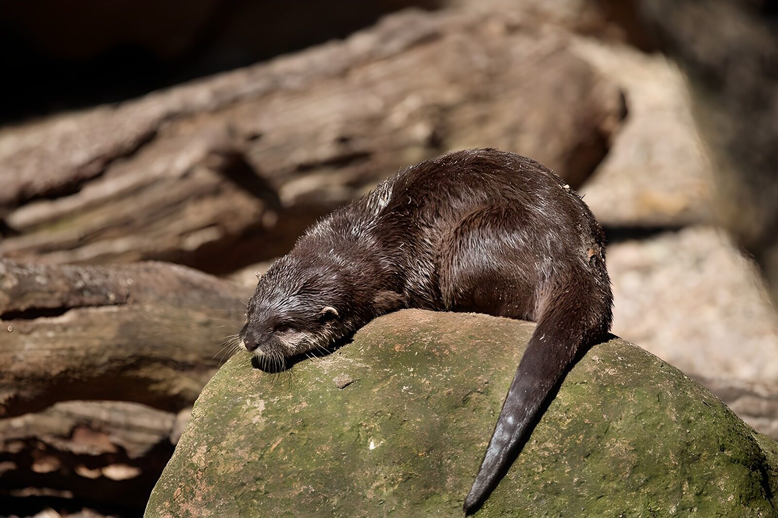 CW6219558: Otter rustend op een steen