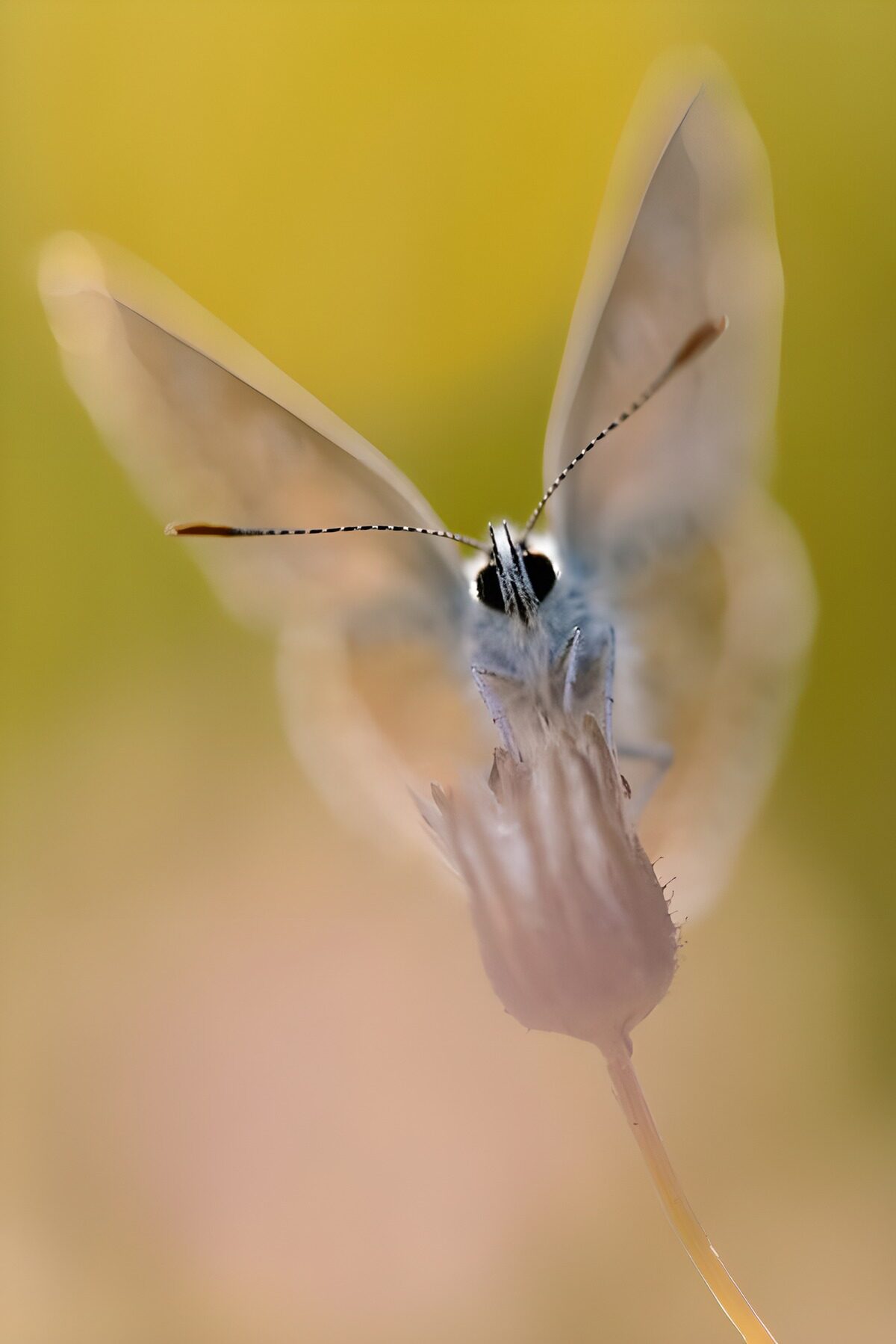 Elegante Vlinder op een Bloem