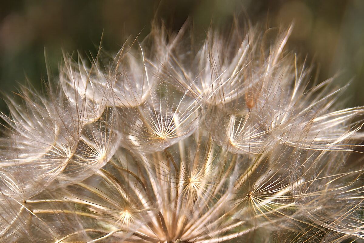 Fijne Zaadpluis in de Natuur