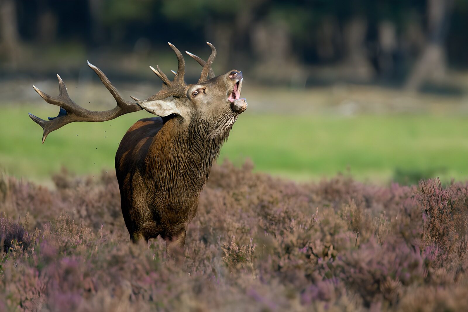 CW2332134: Rokende edelhert in de natuur