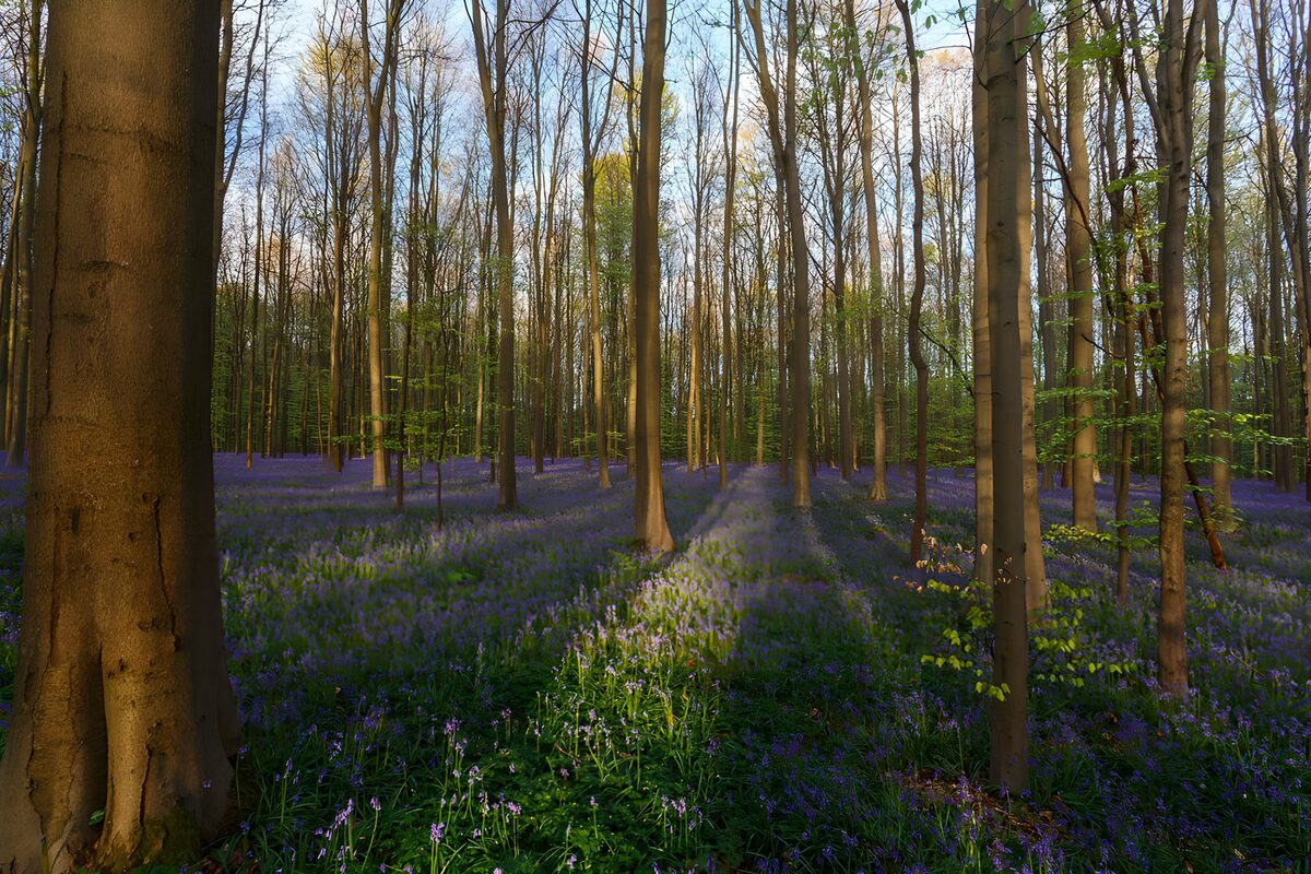 CW2612851: Prachtige Blauwe Klokjes in het Bos