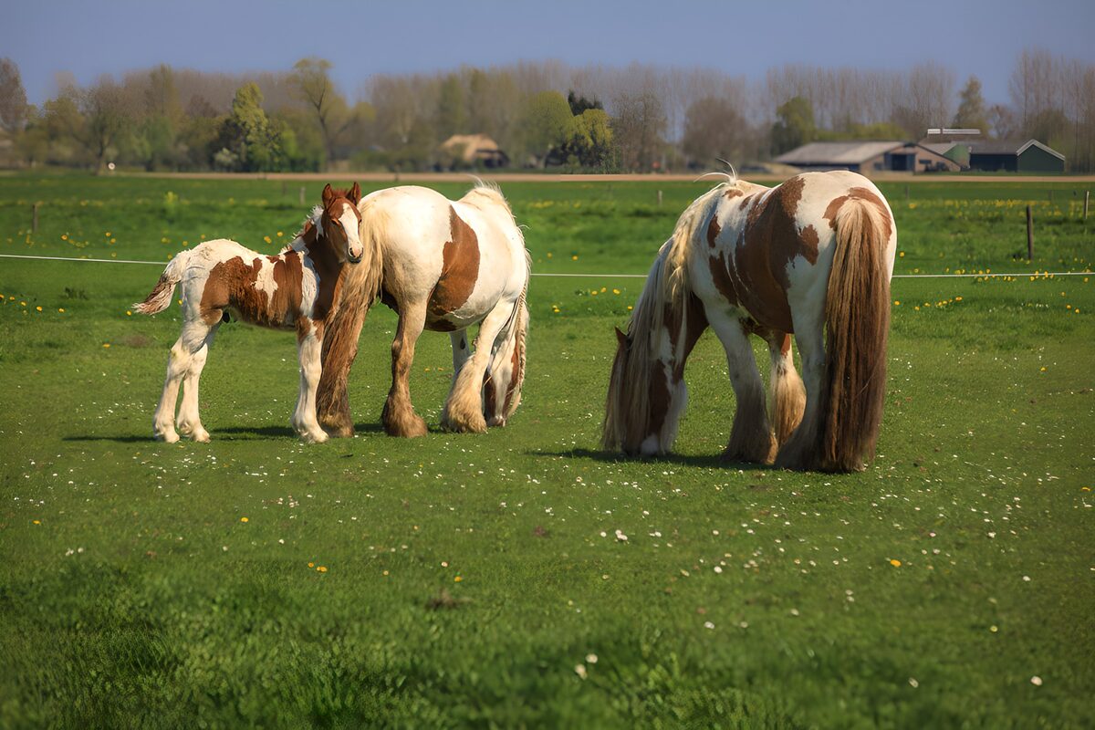Moeder en veulen in het groene gras