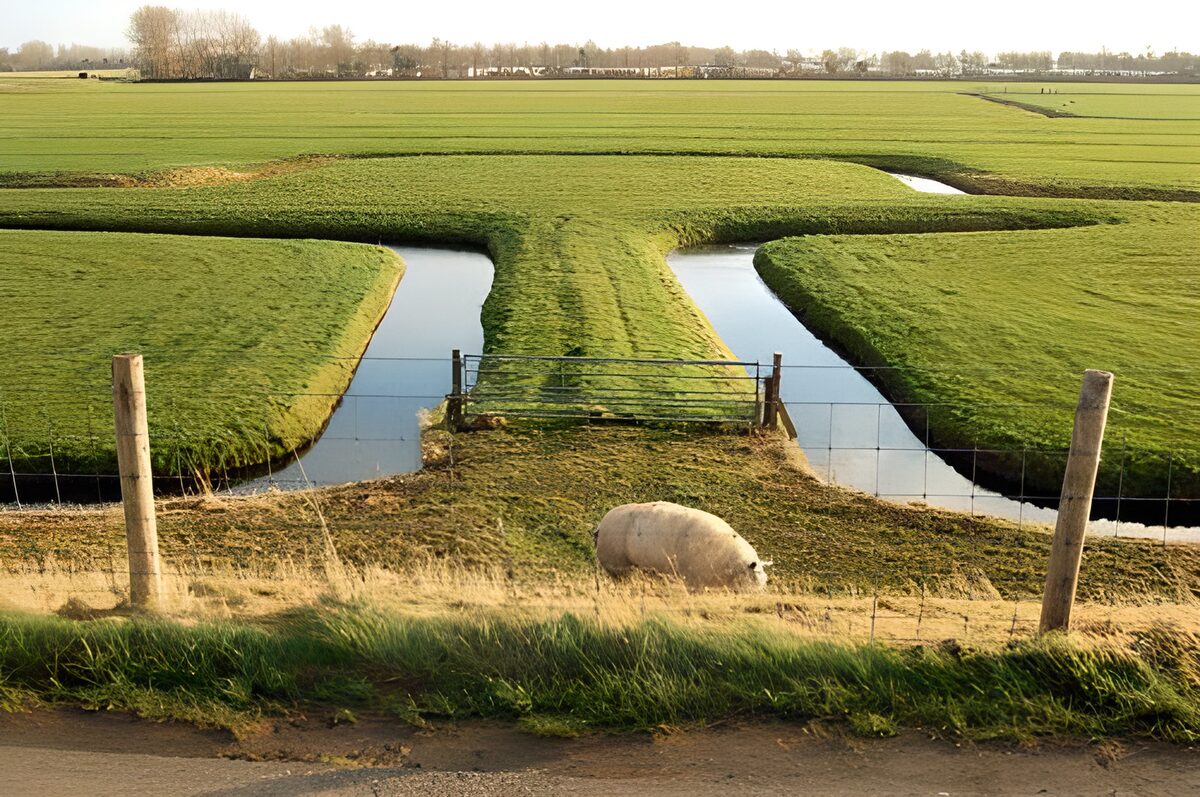 Groene velden met schattig varkentje