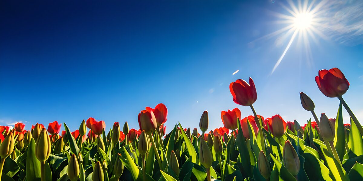 Zonnige tulpenvelden in de lente