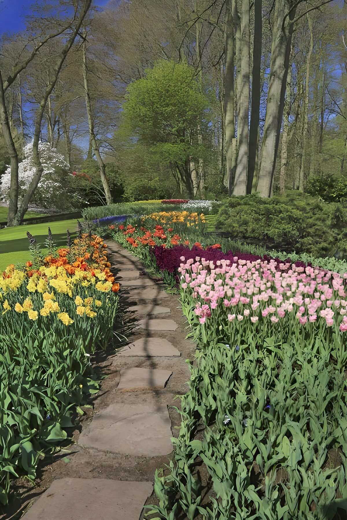 Kleurrijke tulpenpaden in de natuur