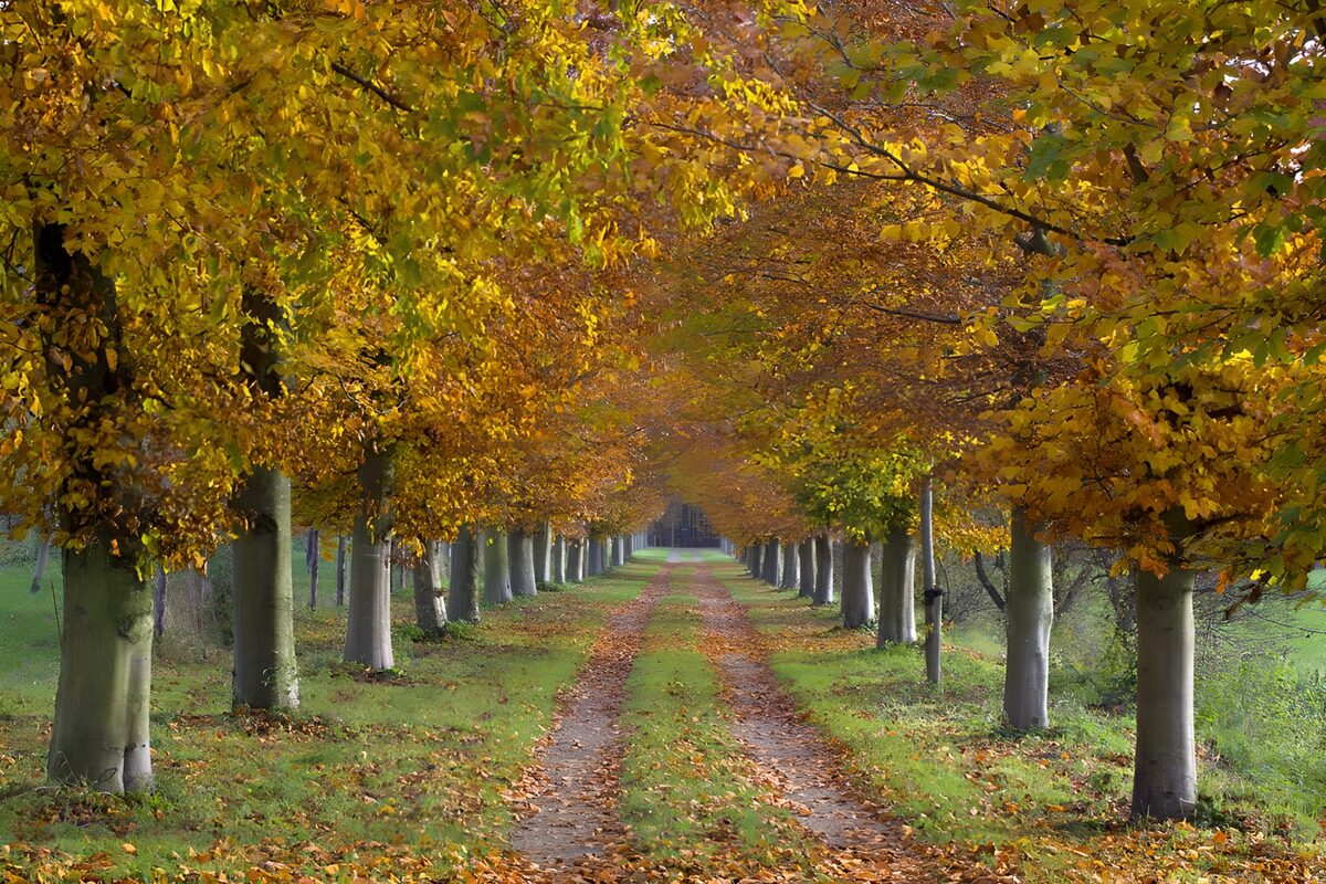 Prachtige laan in de herfst