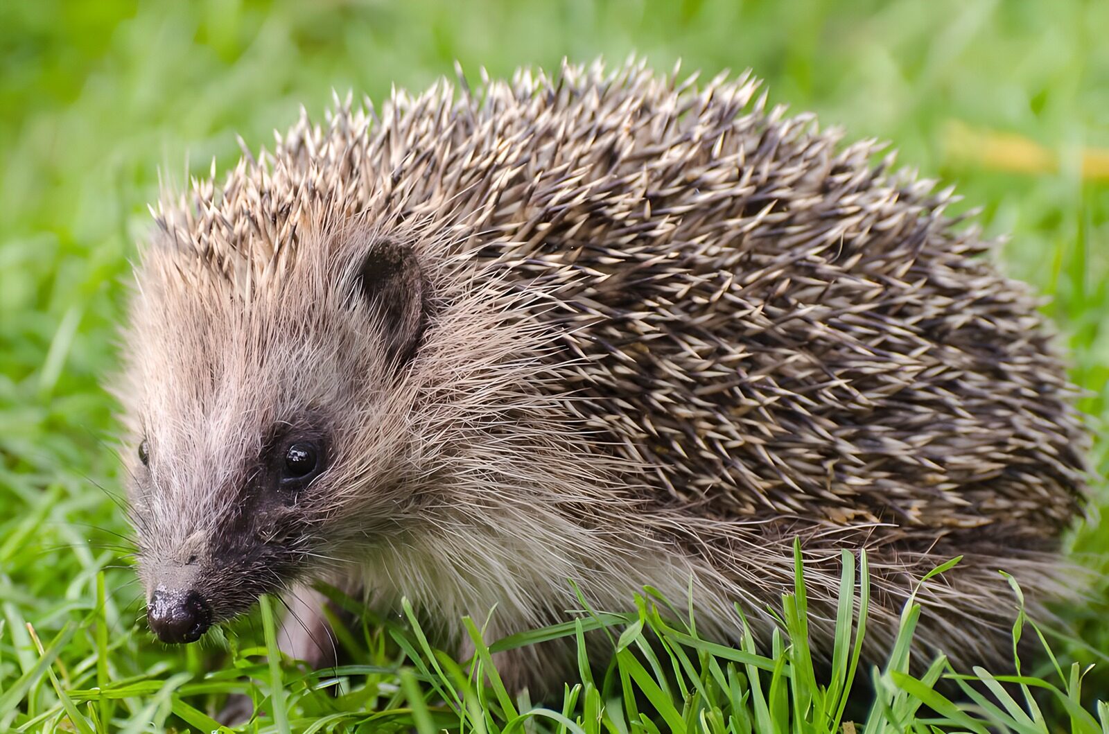 CW2016069: Schattig egeltje op het gras
