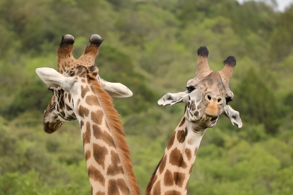Twee nieuwsgierige giraffen